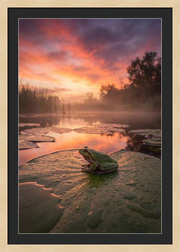 Frog On Lily Pad