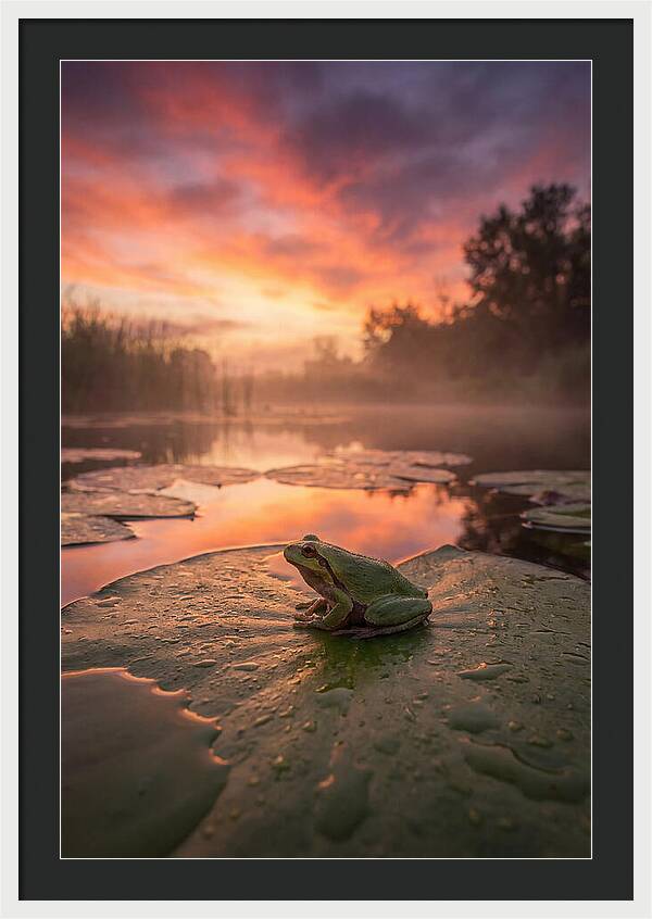 Frog On Lily Pad