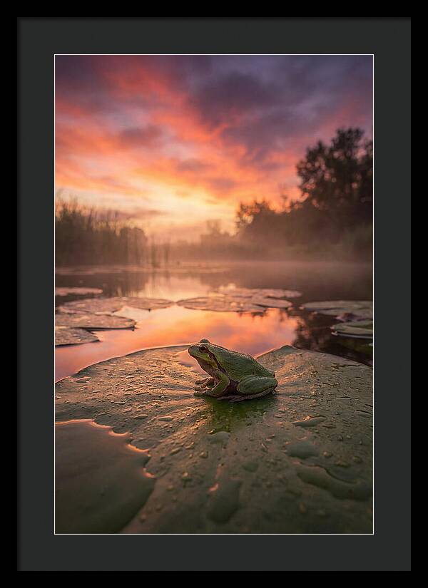 Frog On Lily Pad