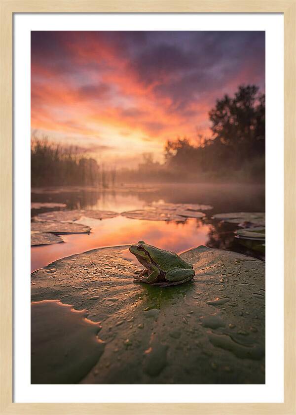 Frog On Lily Pad