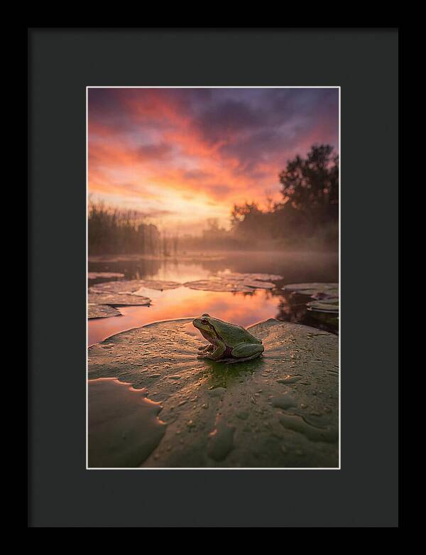 Frog On Lily Pad