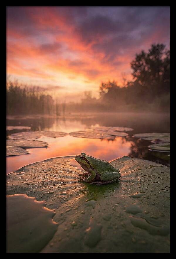 Frog On Lily Pad