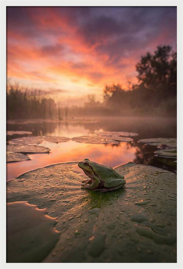 Frog On Lily Pad