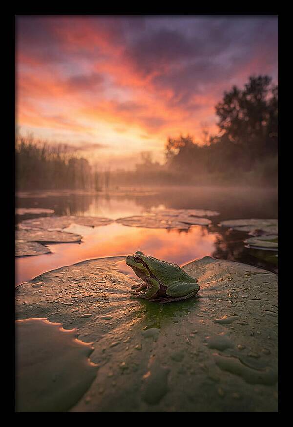 Frog On Lily Pad