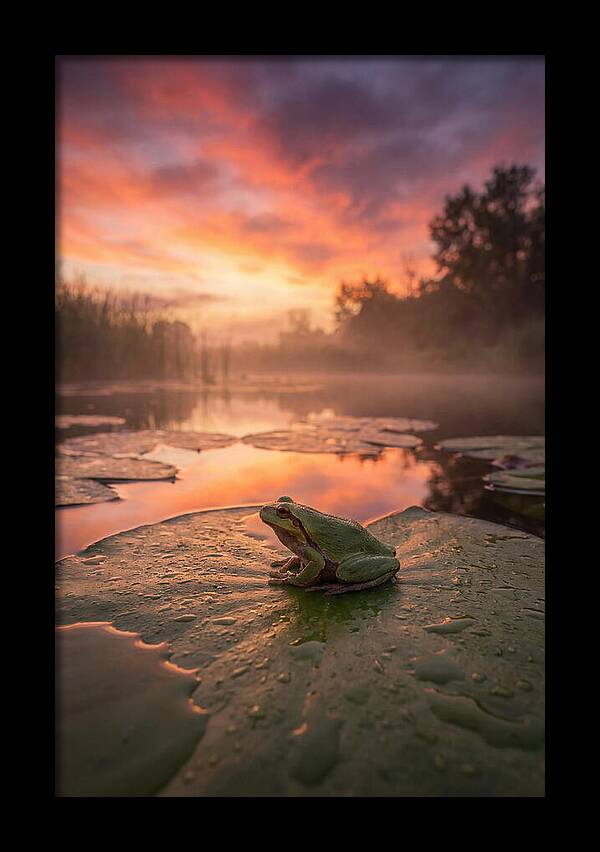 Frog On Lily Pad