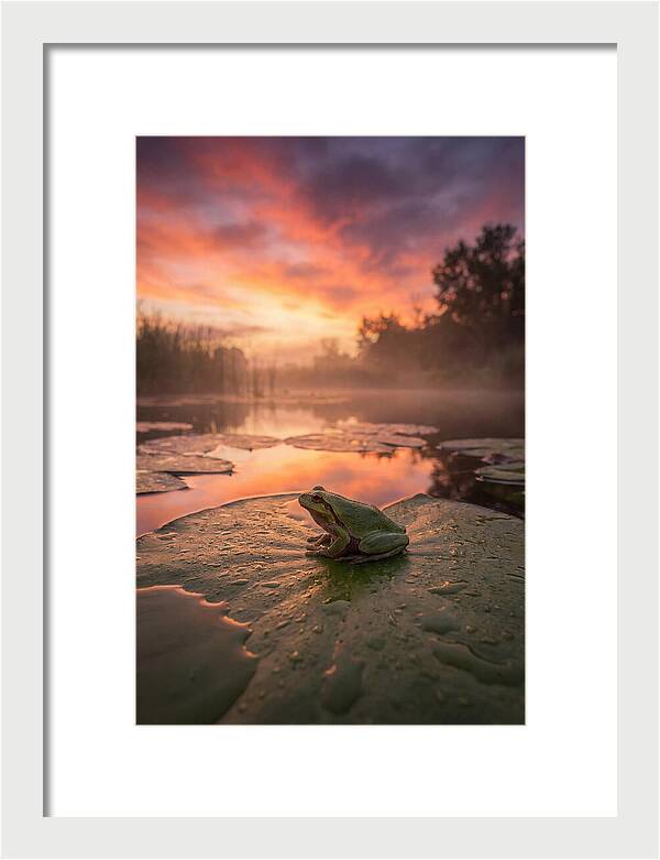 Frog On Lily Pad