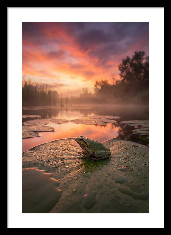 Frog On Lily Pad