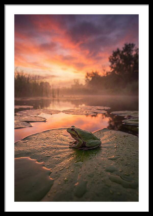 Frog On Lily Pad