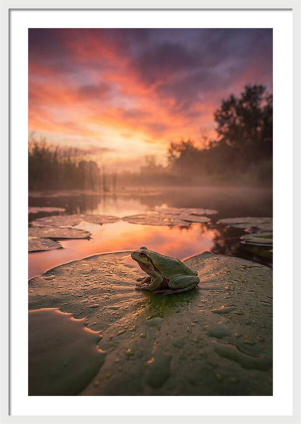 Frog On Lily Pad