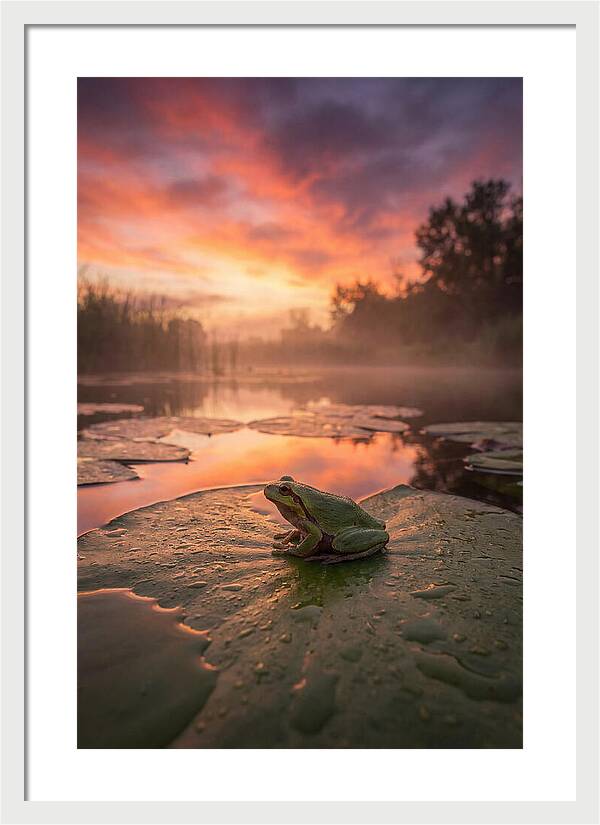 Frog On Lily Pad