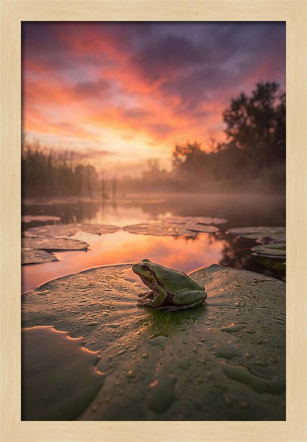 Frog On Lily Pad