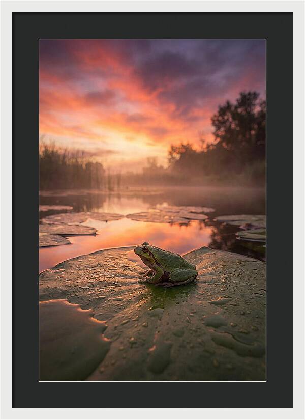 Frog On Lily Pad