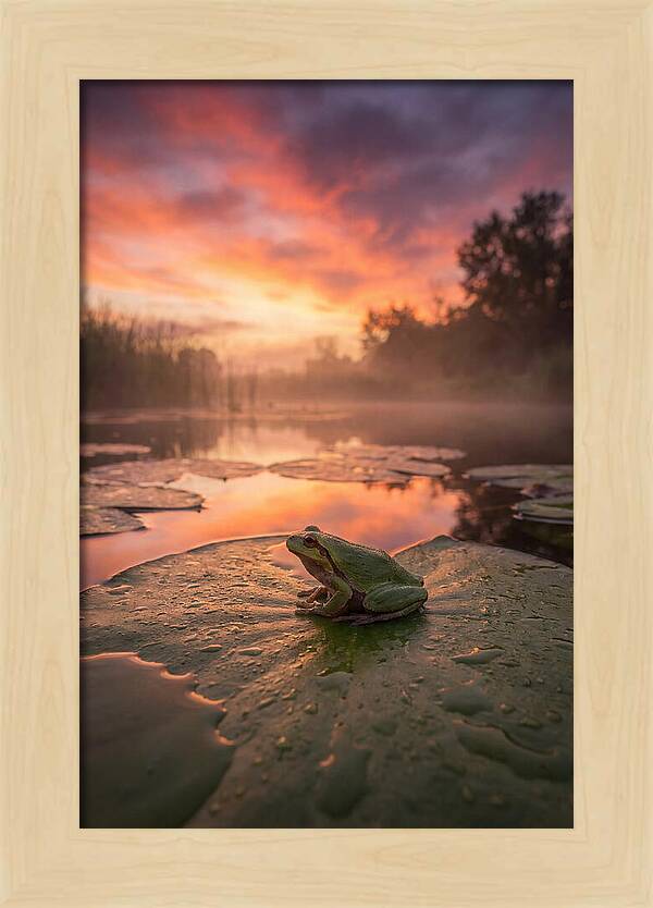 Frog On Lily Pad