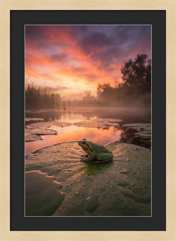 Frog On Lily Pad