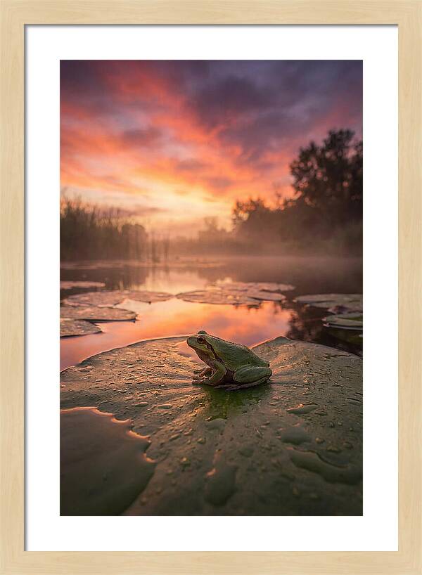 Frog On Lily Pad
