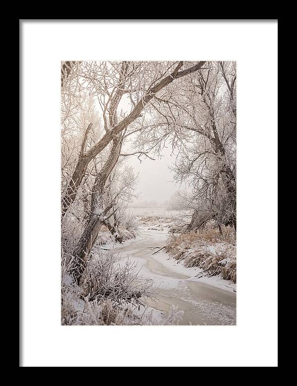 Frost Covered Winter Serenity