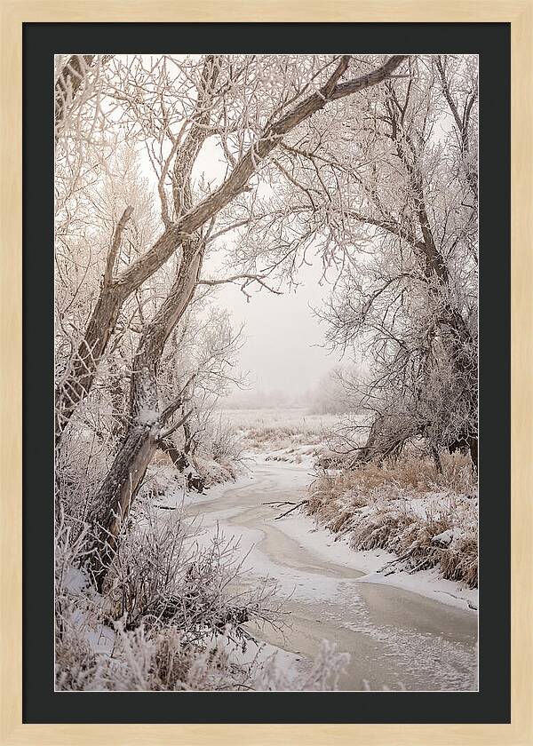 Frost Covered Winter Serenity