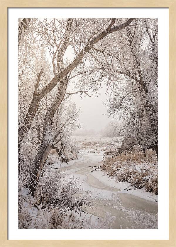 Frost Covered Winter Serenity