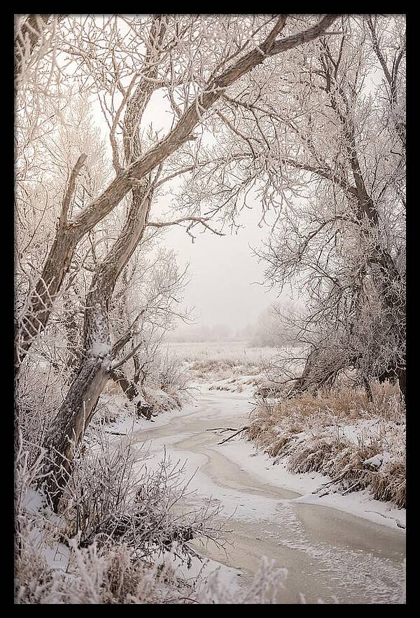 Frost Covered Winter Serenity