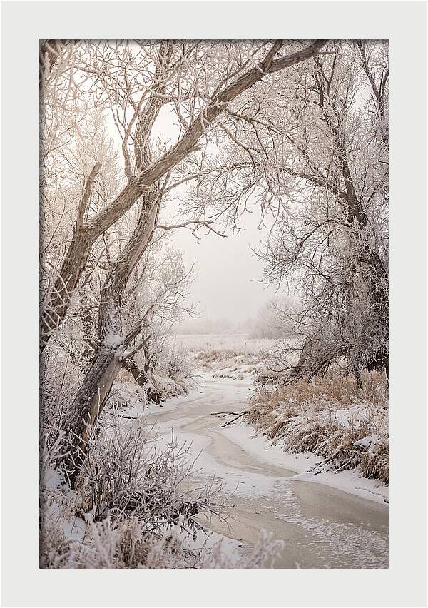 Frost Covered Winter Serenity
