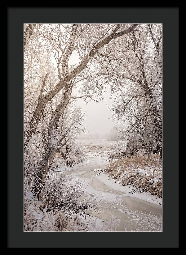 Frost Covered Winter Serenity