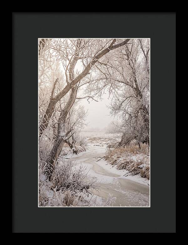Frost Covered Winter Serenity