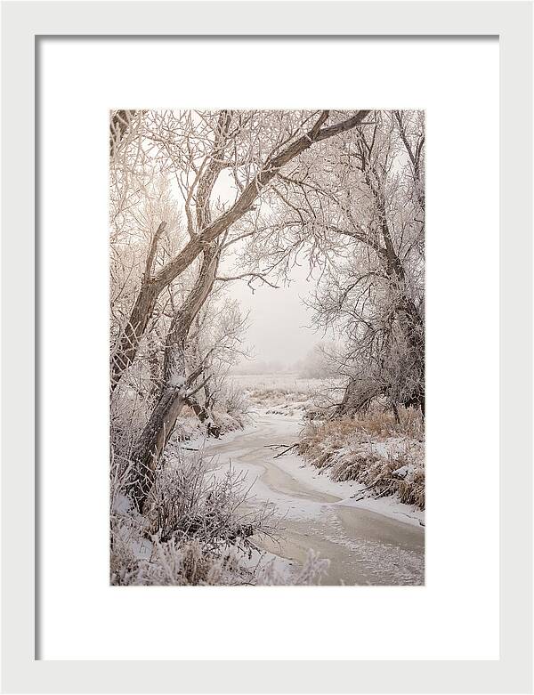 Frost Covered Winter Serenity