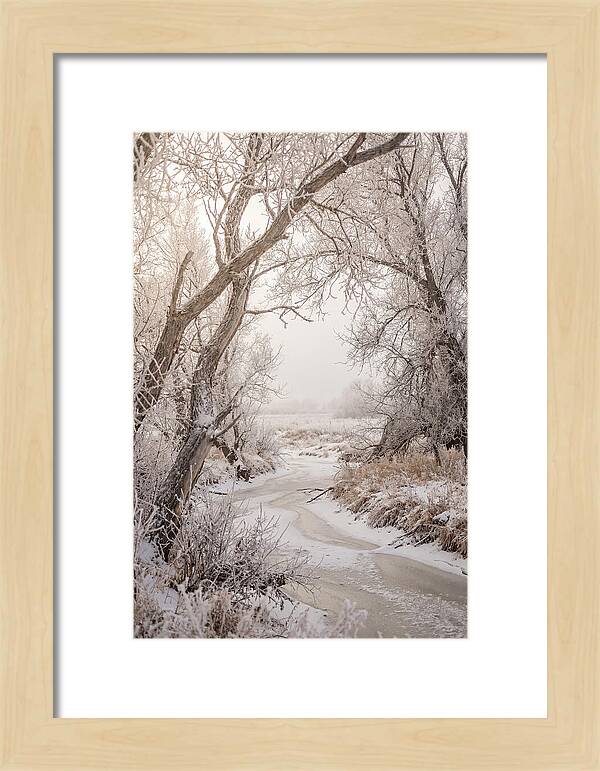 Frost Covered Winter Serenity