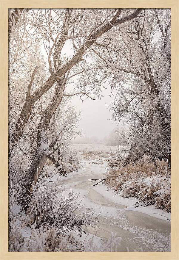 Frost Covered Winter Serenity
