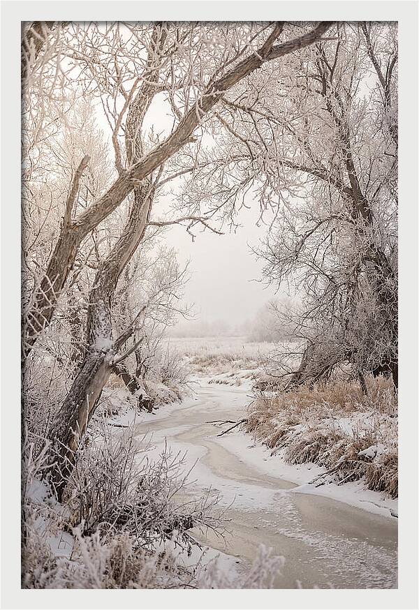 Frost Covered Winter Serenity