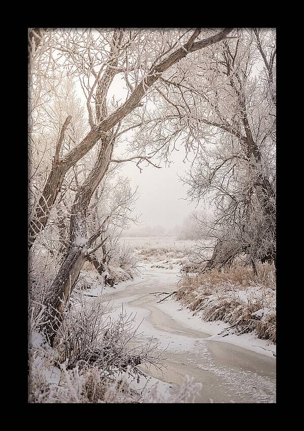 Frost Covered Winter Serenity