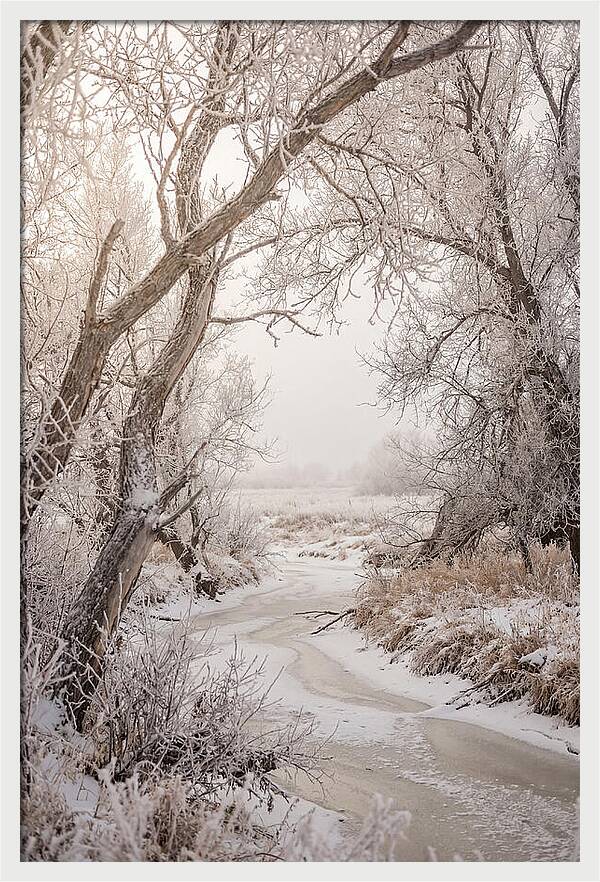 Frost Covered Winter Serenity