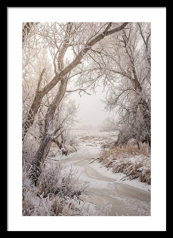 Frost Covered Winter Serenity