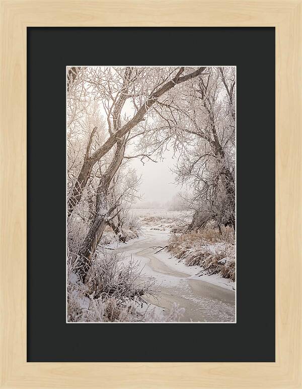 Frost Covered Winter Serenity