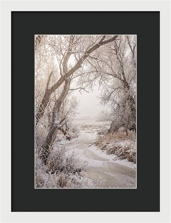 Frost Covered Winter Serenity