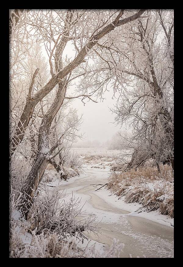 Frost Covered Winter Serenity