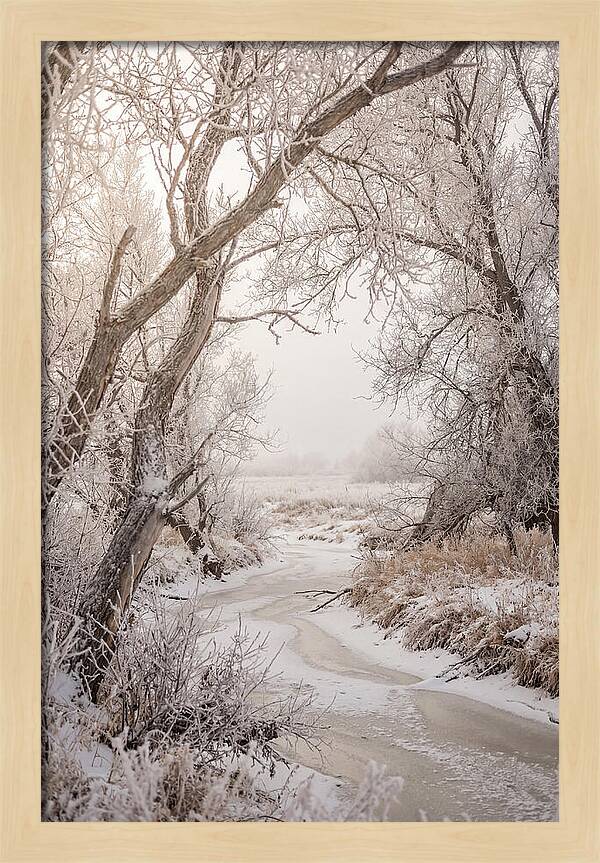 Frost Covered Winter Serenity