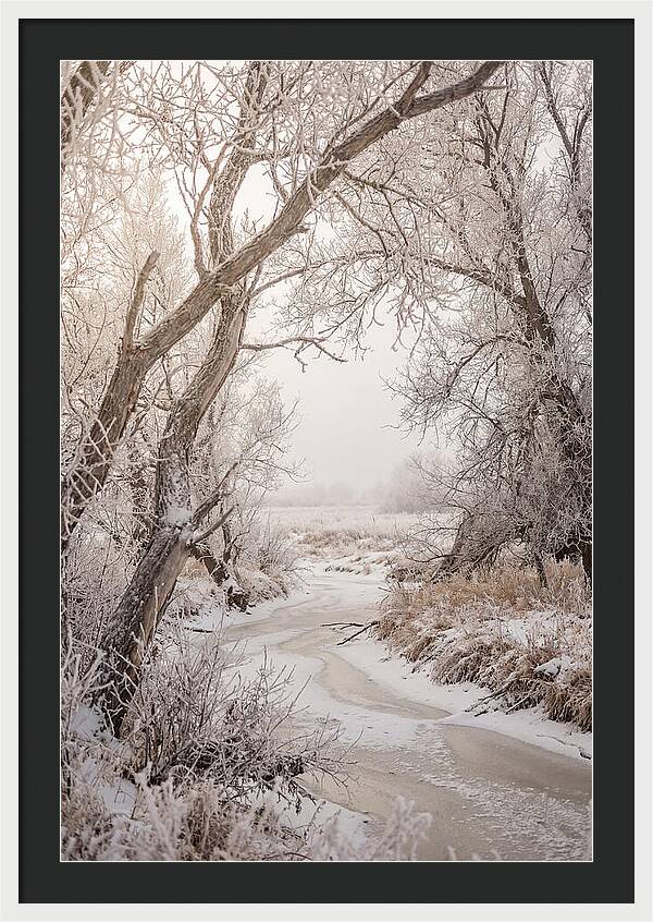 Frost Covered Winter Serenity