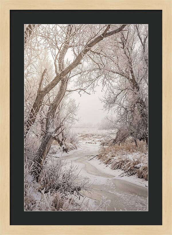 Frost Covered Winter Serenity