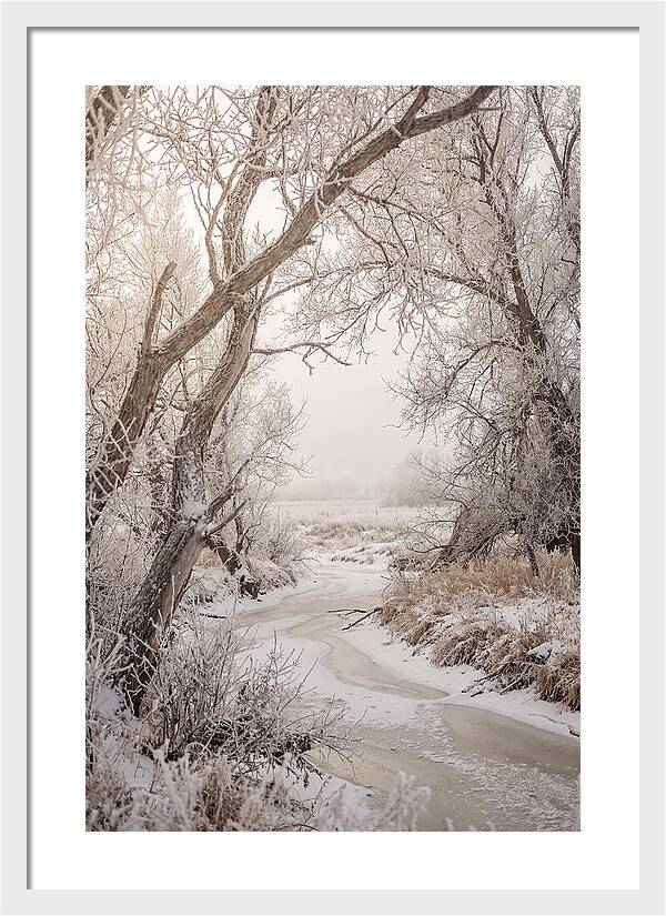 Frost Covered Winter Serenity