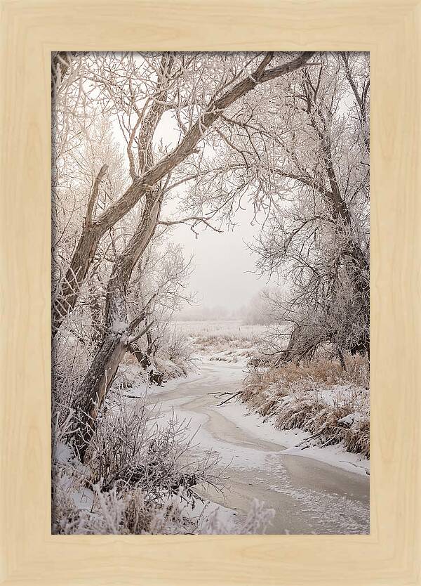 Frost Covered Winter Serenity