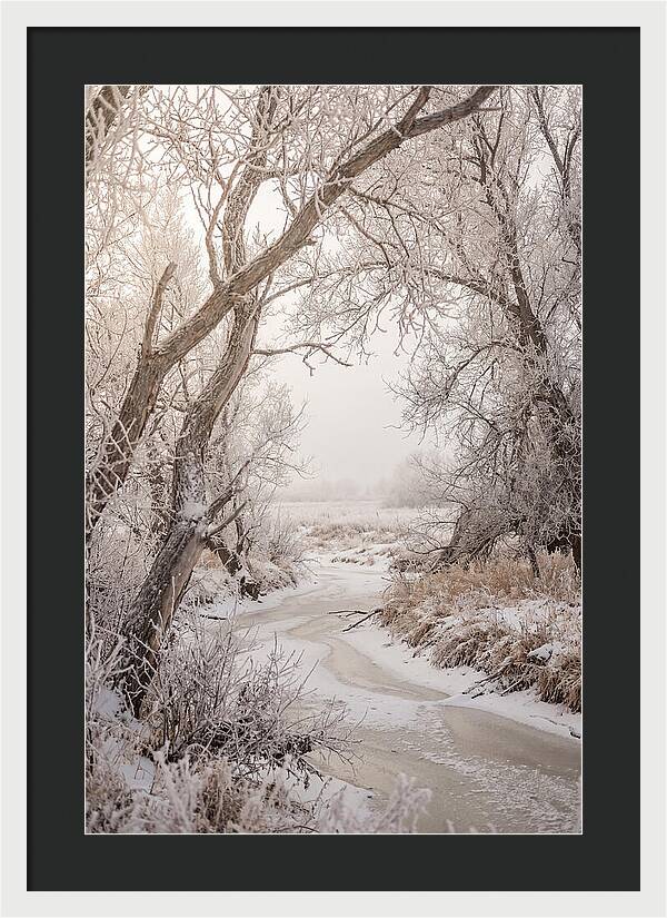 Frost Covered Winter Serenity