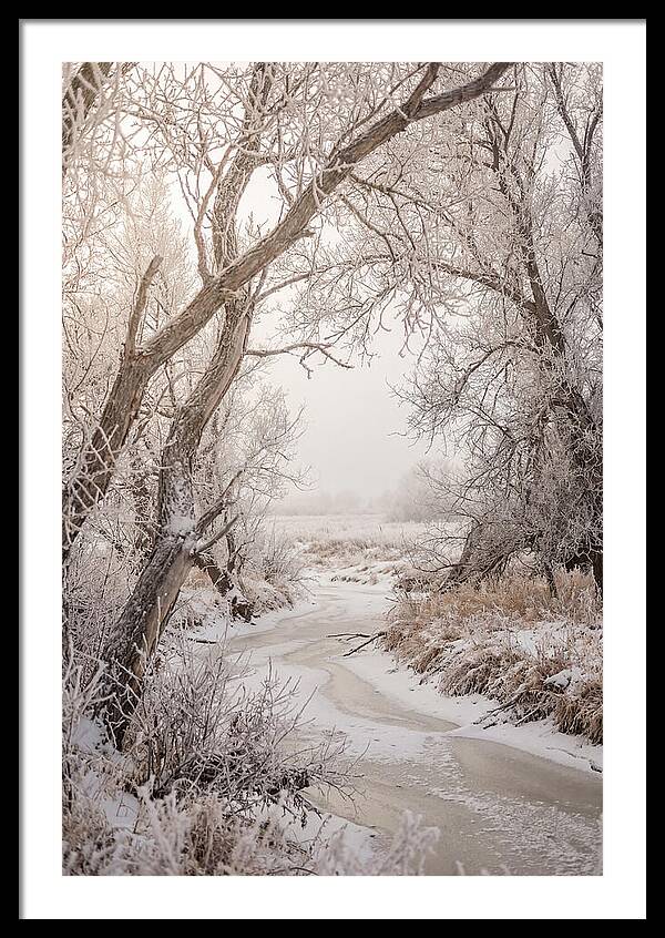 Frost Covered Winter Serenity