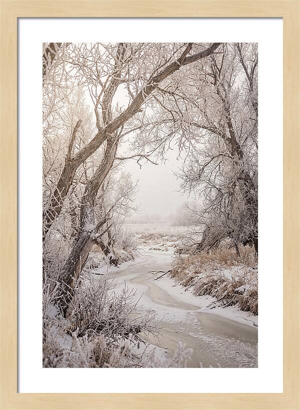 Frost Covered Winter Serenity