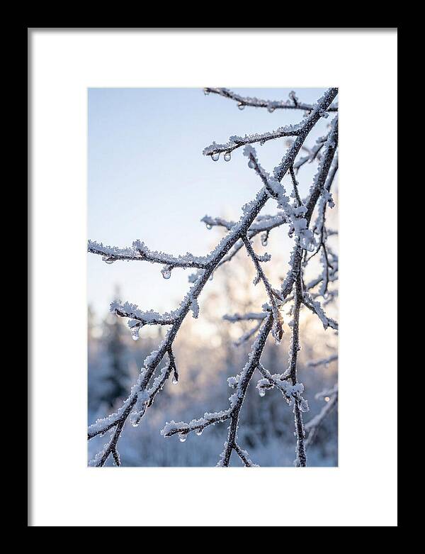 Frosted Branches Glimmering In Light