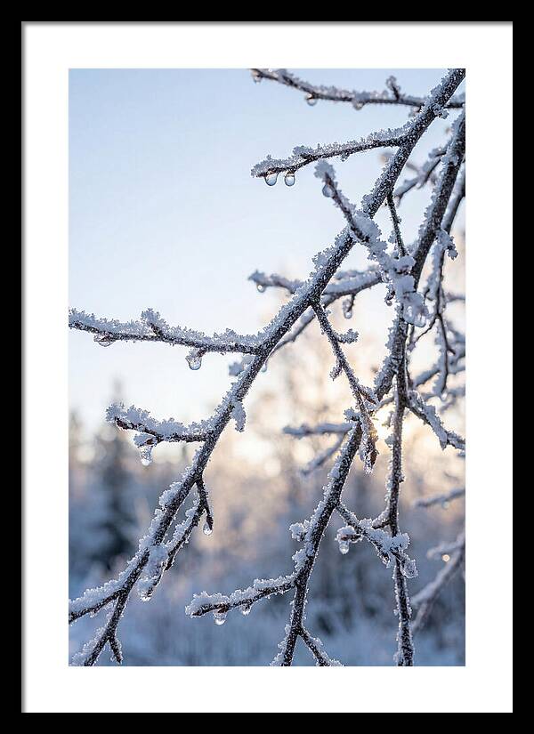 Frosted Branches Glimmering In Light