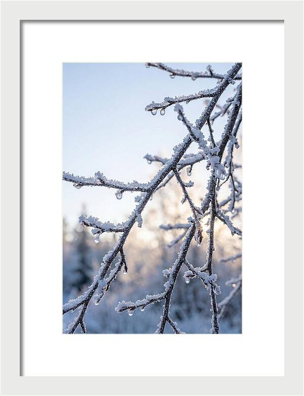 Frosted Branches Glimmering In Light
