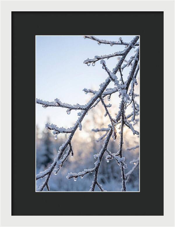 Frosted Branches Glimmering In Light