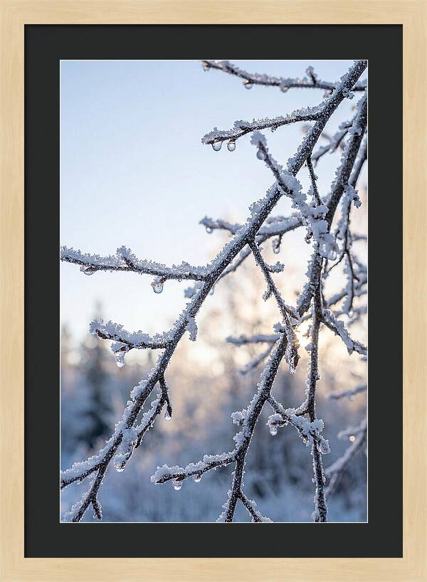 Frosted Branches Glimmering In Light