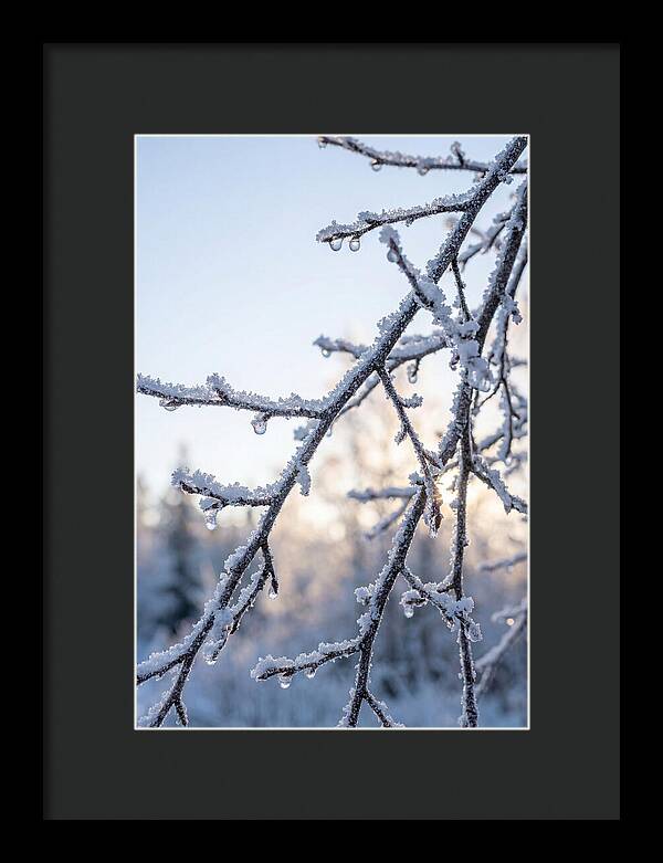 Frosted Branches Glimmering In Light